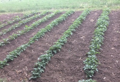 27.04,17 012.JPG (321.55 KiB) Osservato 620 volte 27.04,17 012.JPG