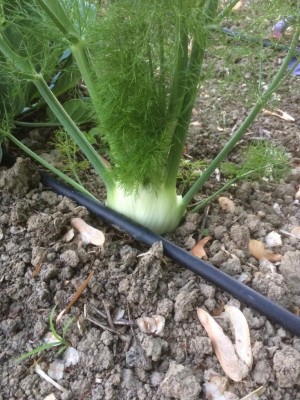 IMG_4015.JPG (154.03 KiB) Osservato 572 volte IMG_4015.JPG