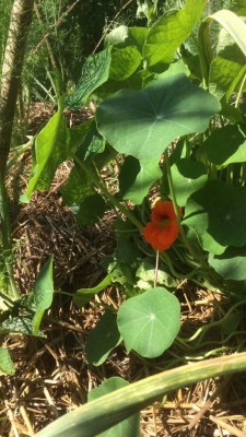 IMG_4017.JPG (117.44 KiB) Osservato 572 volte IMG_4017.JPG