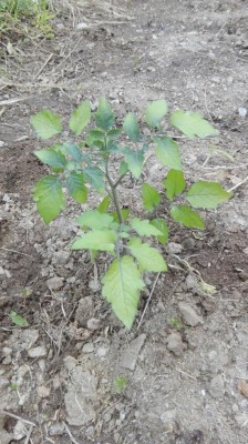 pom3.jpg (143.66 KiB) Osservato 883 volte pom3.jpg