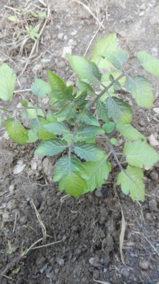 pom1.jpg (98.77 KiB) Osservato 883 volte pom1.jpg