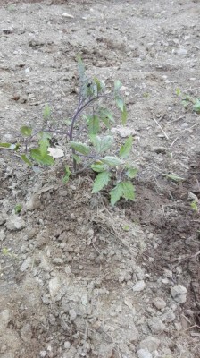 pom2.jpg (153.17 KiB) Osservato 974 volte pom2.jpg