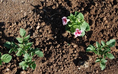 113.JPG (373.07 KiB) Osservato 665 volte 113.JPG