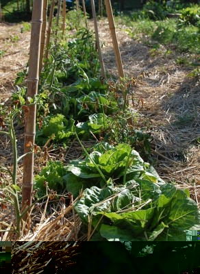 114.JPG (302.37 KiB) Osservato 598 volte 114.JPG