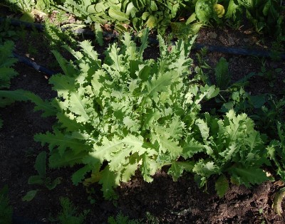 115.JPG (312.34 KiB) Osservato 665 volte 115.JPG