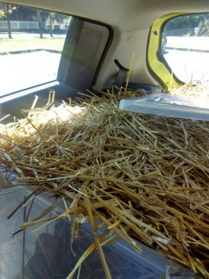 paglia / orto_paglia.jpeg orto_paglia.jpeg