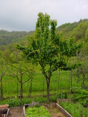 DSC04967.JPG (219.78 KiB) Osservato 555 volte DSC04967.JPG