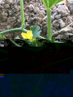 14.04.17 022.JPG (264.35 KiB) Osservato 474 volte 14.04.17 022.JPG