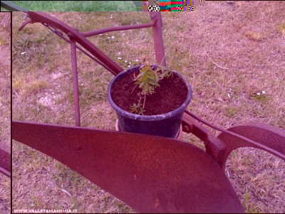 15042017passiflora.jpg (274.29 KiB) Osservato 612 volte 15042017passiflora.jpg