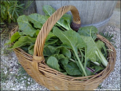 21042017bietola.jpg (221.99 KiB) Osservato 612 volte 21042017bietola.jpg