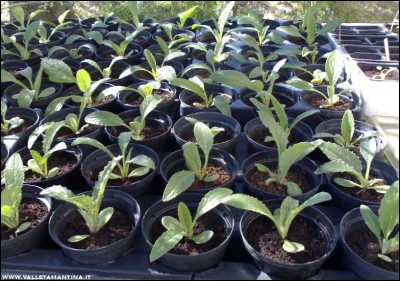 22042017carciofi.jpg (244.46 KiB) Osservato 612 volte 22042017carciofi.jpg