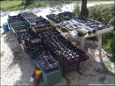 22042017piantine.jpg (268.44 KiB) Osservato 610 volte 22042017piantine.jpg