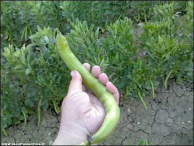 21042017primo-raccolto.jpg (205.87 KiB) Osservato 610 volte 21042017primo-raccolto.jpg