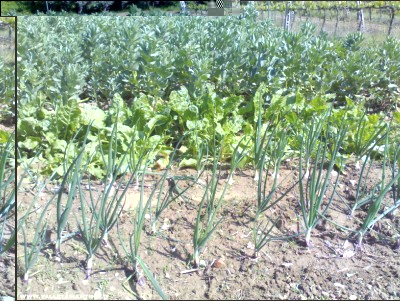 22042017cipolle-bieta-fave.jpg (383.47 KiB) Osservato 610 volte 22042017cipolle-bieta-fave.jpg