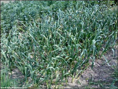 23042017aglio.jpg (383.81 KiB) Osservato 609 volte 23042017aglio.jpg