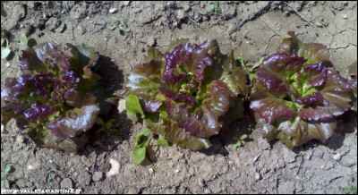 22042017insalata.jpg (215.89 KiB) Osservato 609 volte 22042017insalata.jpg