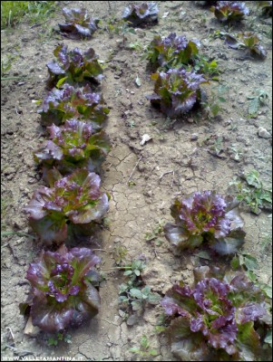 22042017insalata2.jpg (299.94 KiB) Osservato 609 volte 22042017insalata2.jpg