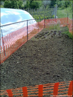 23042017semine.jpg (291.61 KiB) Osservato 609 volte 23042017semine.jpg