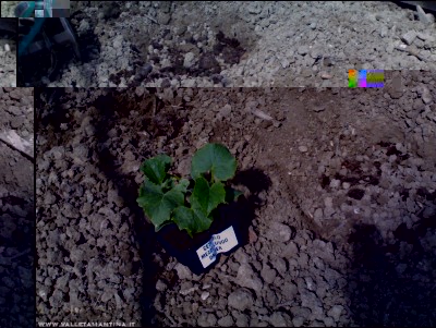 23042017cetrioli.jpg (267.76 KiB) Osservato 607 volte 23042017cetrioli.jpg