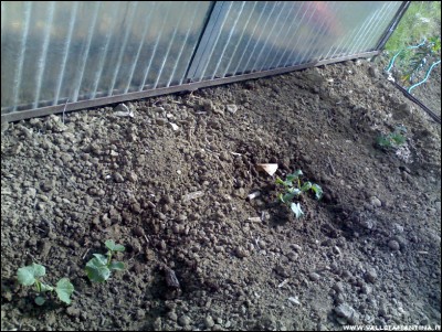 25042017cetrioli.jpg (312.83 KiB) Osservato 607 volte 25042017cetrioli.jpg