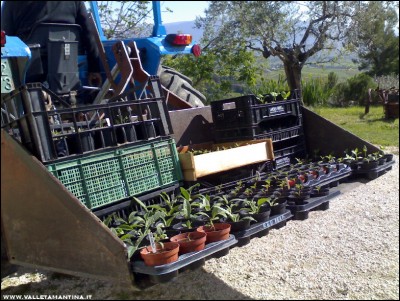 23042017trasporto-piantine.jpg (295.95 KiB) Osservato 607 volte 23042017trasporto-piantine.jpg