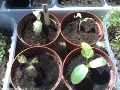 25042017kiwano.jpg (197.84 KiB) Osservato 605 volte 25042017kiwano.jpg