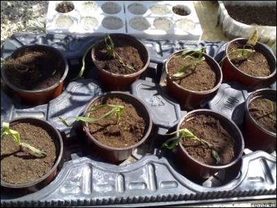 25042017mais.jpg (240.33 KiB) Osservato 605 volte 25042017mais.jpg