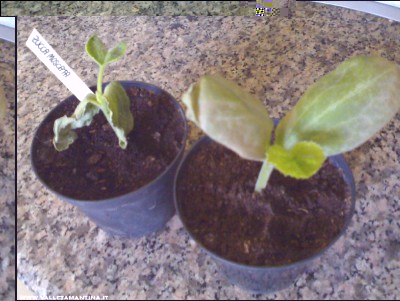 25042017zucche.jpg (215.62 KiB) Osservato 605 volte 25042017zucche.jpg