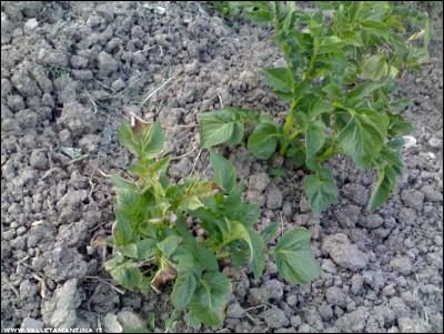 25042017patate.jpg (269.12 KiB) Osservato 605 volte 25042017patate.jpg