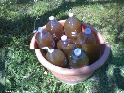 25042017macerato-ortica.jpg (273.22 KiB) Osservato 601 volte 25042017macerato-ortica.jpg