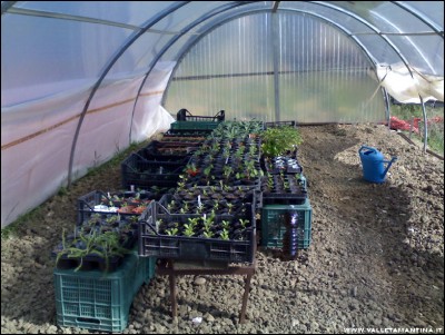 25042017piantine-serra.jpg (241.94 KiB) Osservato 601 volte 25042017piantine-serra.jpg