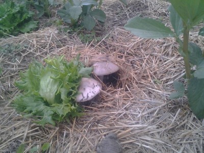 2017-05-04 18.52.57.jpg (145.31 KiB) Osservato 652 volte 2017-05-04 18.52.57.jpg