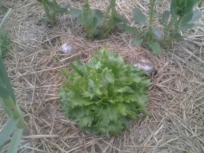 2017-05-04 18.53.18.jpg (144.96 KiB) Osservato 651 volte 2017-05-04 18.53.18.jpg