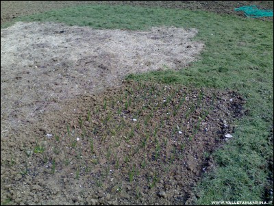 29042017pacciamatura.jpg (360.11 KiB) Osservato 678 volte 29042017pacciamatura.jpg