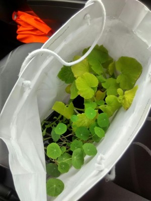 orto_auto.jpeg (66.65 KiB) Osservato 702 volte orto_auto.jpeg