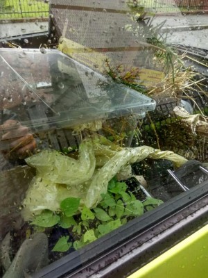 orto_serra.jpeg (121.79 KiB) Osservato 702 volte orto_serra.jpeg