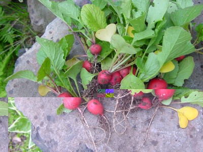 rapanelliok.JPG (209.54 KiB) Osservato 636 volte rapanelliok.JPG