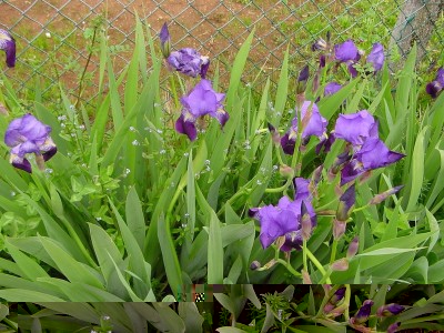 giaggioli2017.JPG (235.07 KiB) Osservato 636 volte giaggioli2017.JPG