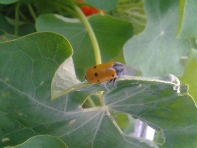 2017-05-07 19.28.08.jpg (52.15 KiB) Osservato 783 volte 2017-05-07 19.28.08.jpg