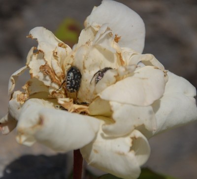 125.JPG (132.35 KiB) Osservato 469 volte 125.JPG