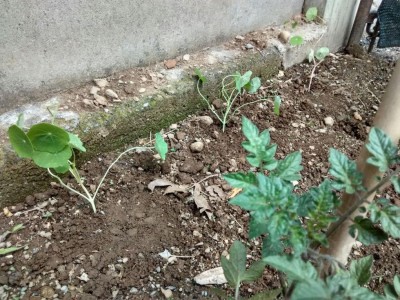 orto_narcisi.jpeg (181.72 KiB) Osservato 647 volte orto_narcisi.jpeg