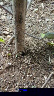 orto_formiche.jpeg (137.51 KiB) Osservato 647 volte orto_formiche.jpeg