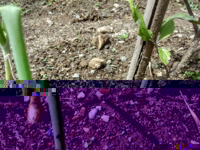 orto_formiche2.jpeg (192.97 KiB) Osservato 647 volte orto_formiche2.jpeg