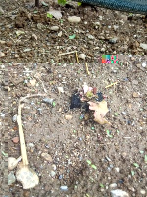 orto_chiocciole.jpeg (194.1 KiB) Osservato 647 volte orto_chiocciole.jpeg