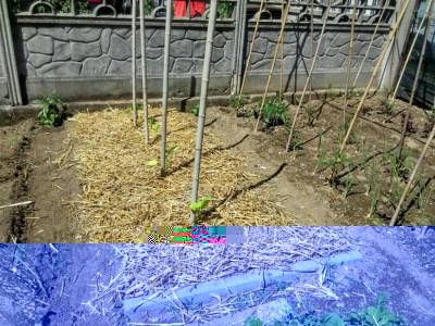 orto_zucchine.jpeg (205.71 KiB) Osservato 645 volte orto_zucchine.jpeg