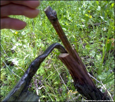 30042017innesto-vite3.jpg (261.75 KiB) Osservato 503 volte 30042017innesto-vite3.jpg