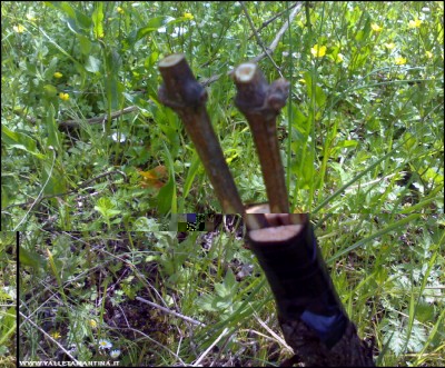 30042017innesto-vite4.jpg (285.08 KiB) Osservato 503 volte 30042017innesto-vite4.jpg