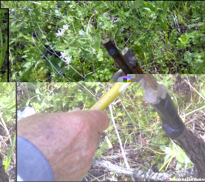 30042017innesto-vite5.jpg (233.91 KiB) Osservato 502 volte 30042017innesto-vite5.jpg