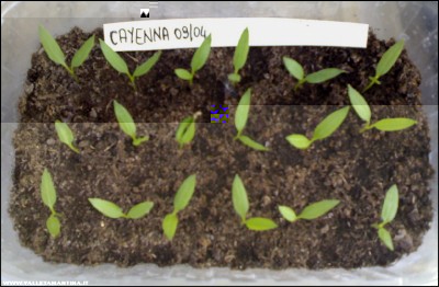 03052017peperoncini.jpg (162.75 KiB) Osservato 502 volte 03052017peperoncini.jpg