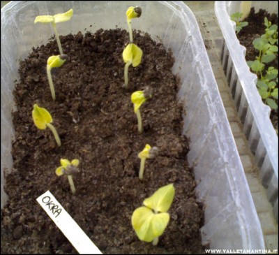 03052017okra.jpg (158.14 KiB) Osservato 502 volte 03052017okra.jpg